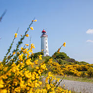 Leuchtturm Dornbusch